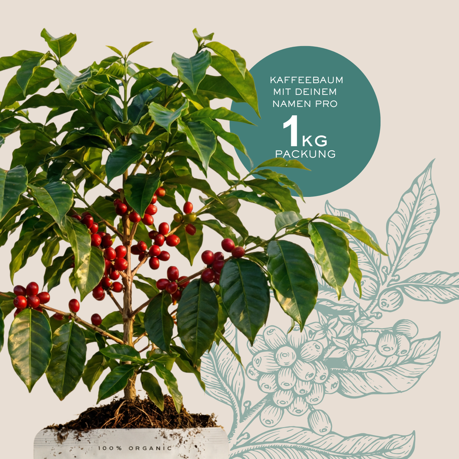 RAFIKIBO Tansania-Bio-Arabica Kaffee