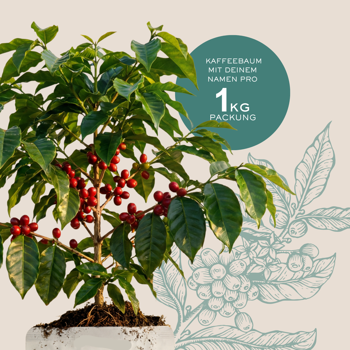 RAFIKIBO Tansania-Arabica Kaffee